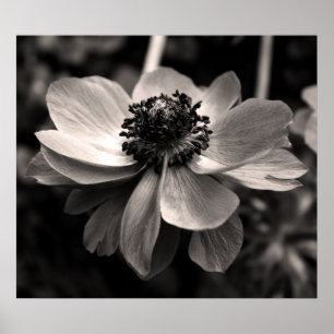 Anemone Black and White Floral photography Poster