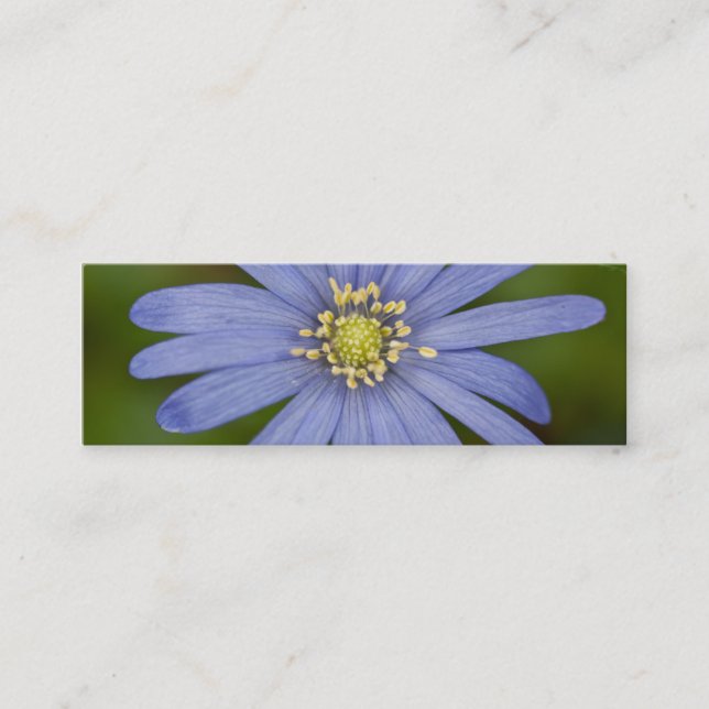 Anemone Blanda Mini Business Card (Front)