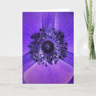 Anemone, card