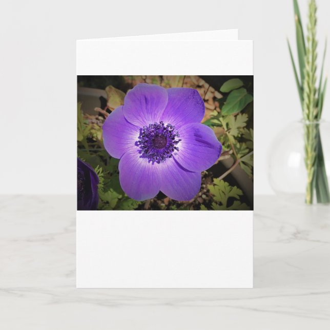 Anemone, card (Front)