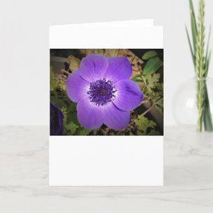 Anemone, card