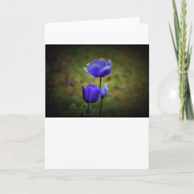 Anemone, card (Front)