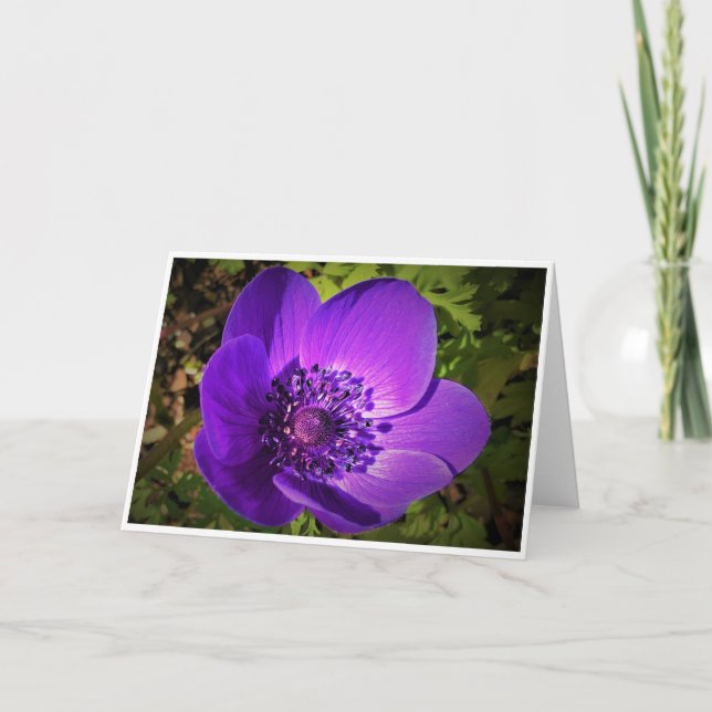 Anemone, card (Front)