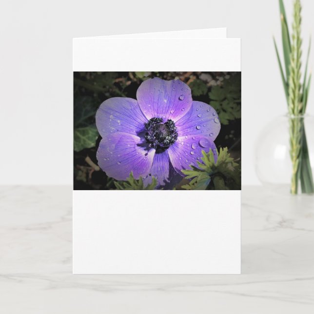Anemone, card (Front)