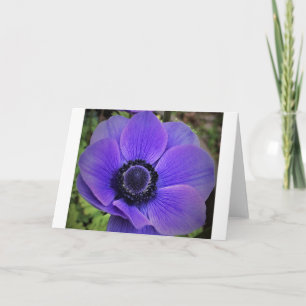 Anemone, card