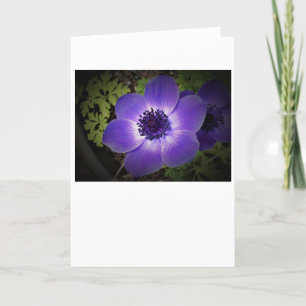 Anemone, card