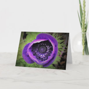 Anemone, card
