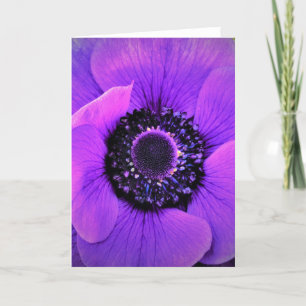 Anemone, card