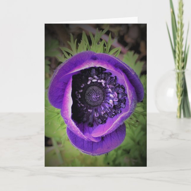 Anemone, card (Front)