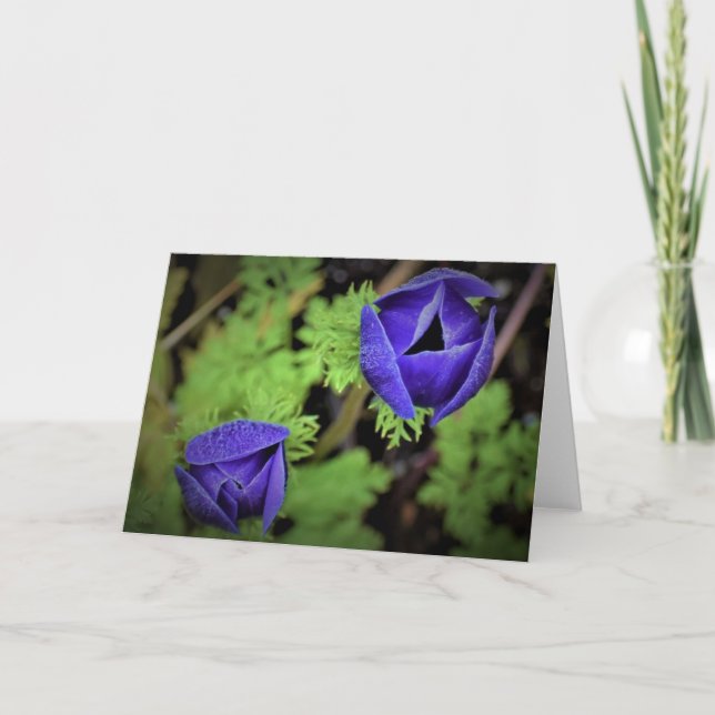 Anemone, card (Front)