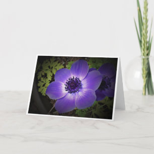 Anemone, card