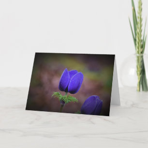 Anemone, card