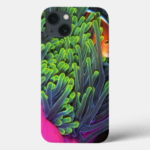 Anemone Fish Hiding In Anemone, Mozambique 2 iPhone 13 Case