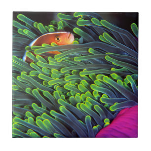 Anemone Fish Hiding In Anemone, Mozambique 2 Ceramic Tile