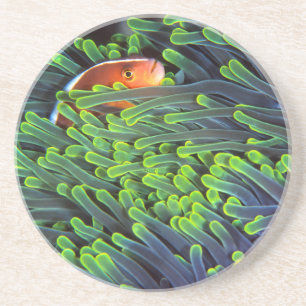 Anemone Fish Hiding In Anemone, Mozambique 2 Coaster