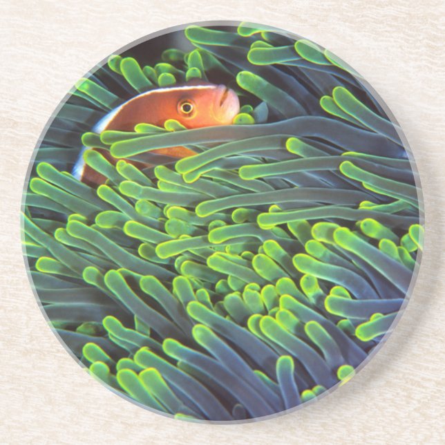 Anemone Fish Hiding In Anemone, Mozambique 2 Coaster (Front)