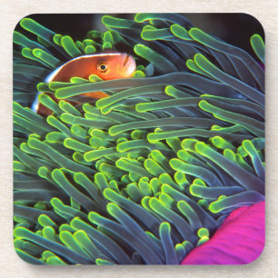 Anemone Fish Hiding In Anemone, Mozambique 2 Coaster