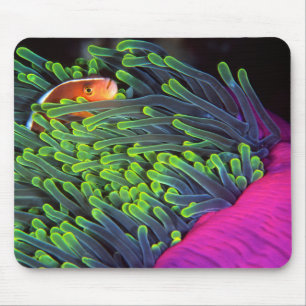 Anemone Fish Hiding In Anemone, Mozambique 2 Mouse Pad