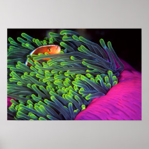 Anemone Fish Hiding In Anemone, Mozambique 2 Poster
