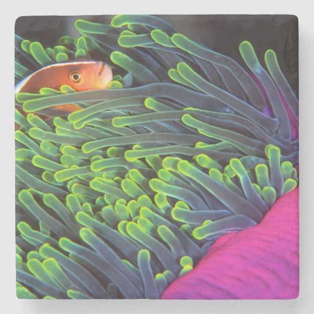 Anemone Fish Hiding In Anemone, Mozambique 2 Stone Coaster (Front)