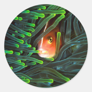 Anemone Fish Hiding In Anemone, Mozambique Classic Round Sticker