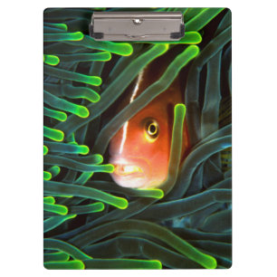 Anemone Fish Hiding In Anemone, Mozambique Clipboard