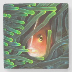 Anemone Fish Hiding In Anemone, Mozambique Stone Coaster