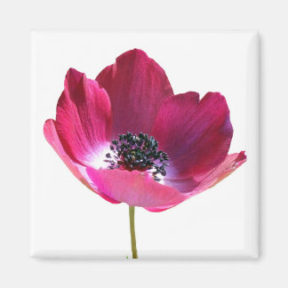 Anemone Flower Magnet