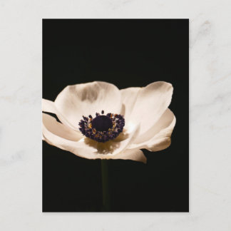 Anemone flower postcard