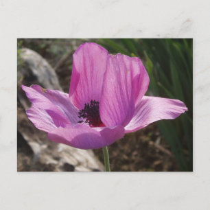 Anemone Garden Postcard