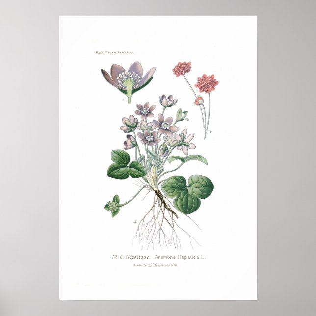 Anemone hepatica poster (Front)