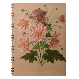 Anemone Japonica Rosea Exquisite Vintage Botanical Notebook