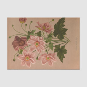 Anemone Japonica Rosea Exquisite Vintage Botanical Tissue Paper