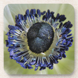 Anemone Mistral Panda Coaster