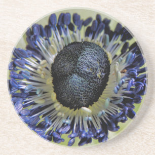 Anemone Mistral Panda Coaster