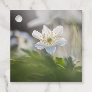 Anemone Nature Photo Favour Tags