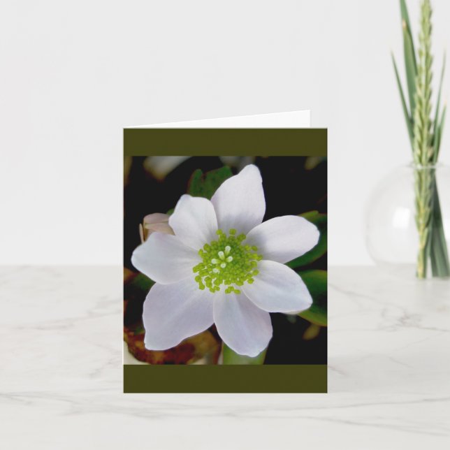 Anemone Note Card (Front)