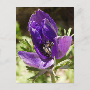 Anemone Postcard