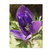Anemone Postcard
