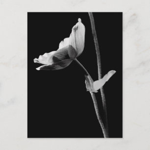 Anemone Postcard B&W