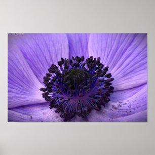 Anemone, Poster
