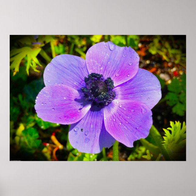 Anemone, Poster (Front)