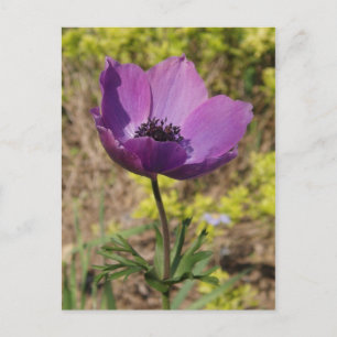 Anemone Purple Flower Postcard