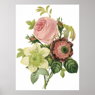 Anemone, Rose, Clematis Poster