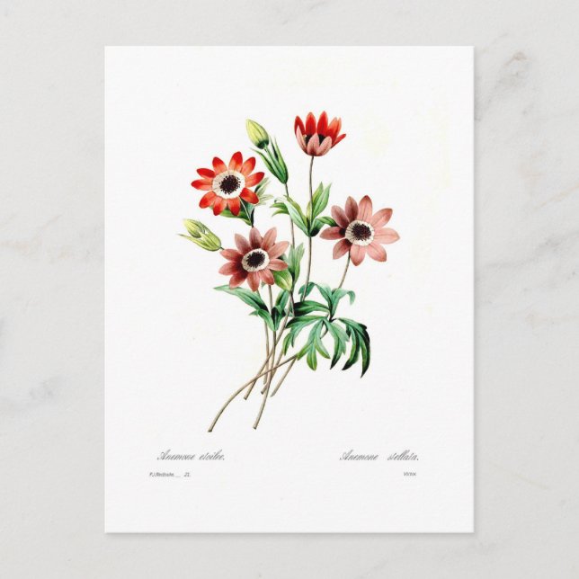 Anemone stellata postcard (Front)