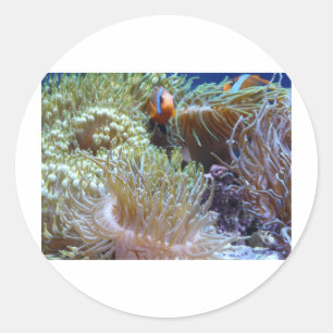 anemone, with peeking clown fish classic round sticker