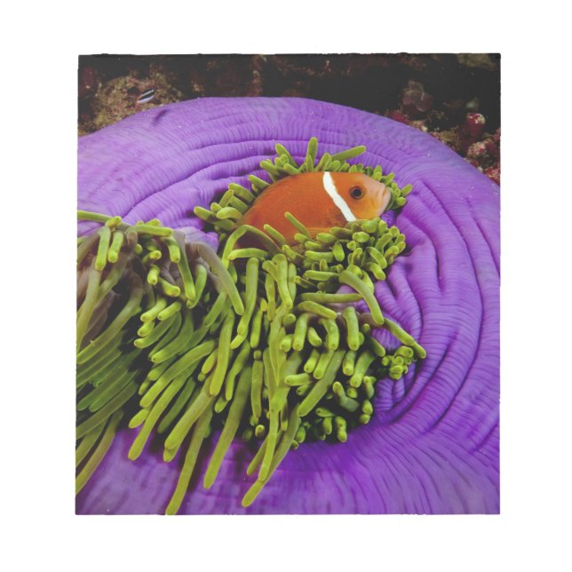 Anemonefish and large anemone notepad (Front)