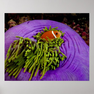 Anemonefish and large anemone poster