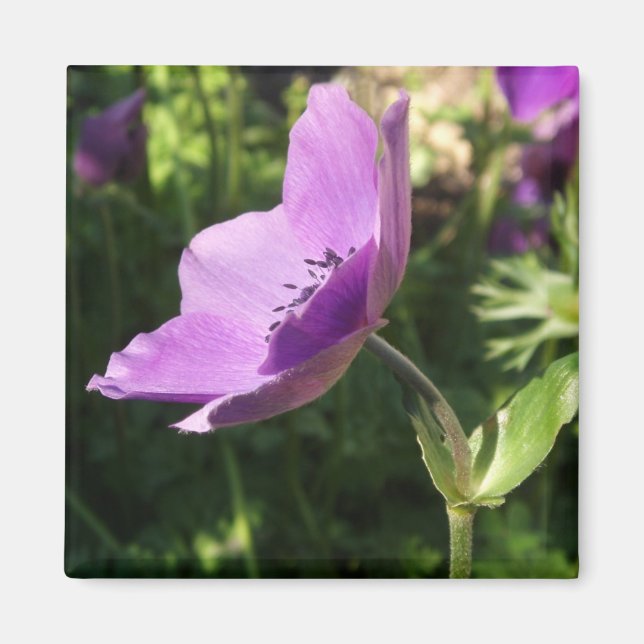 Anemones Magnet (Front)