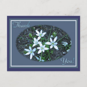 Anemones Postcard